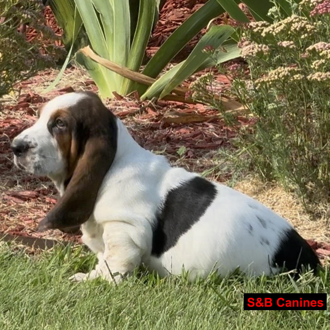 Puppy Image